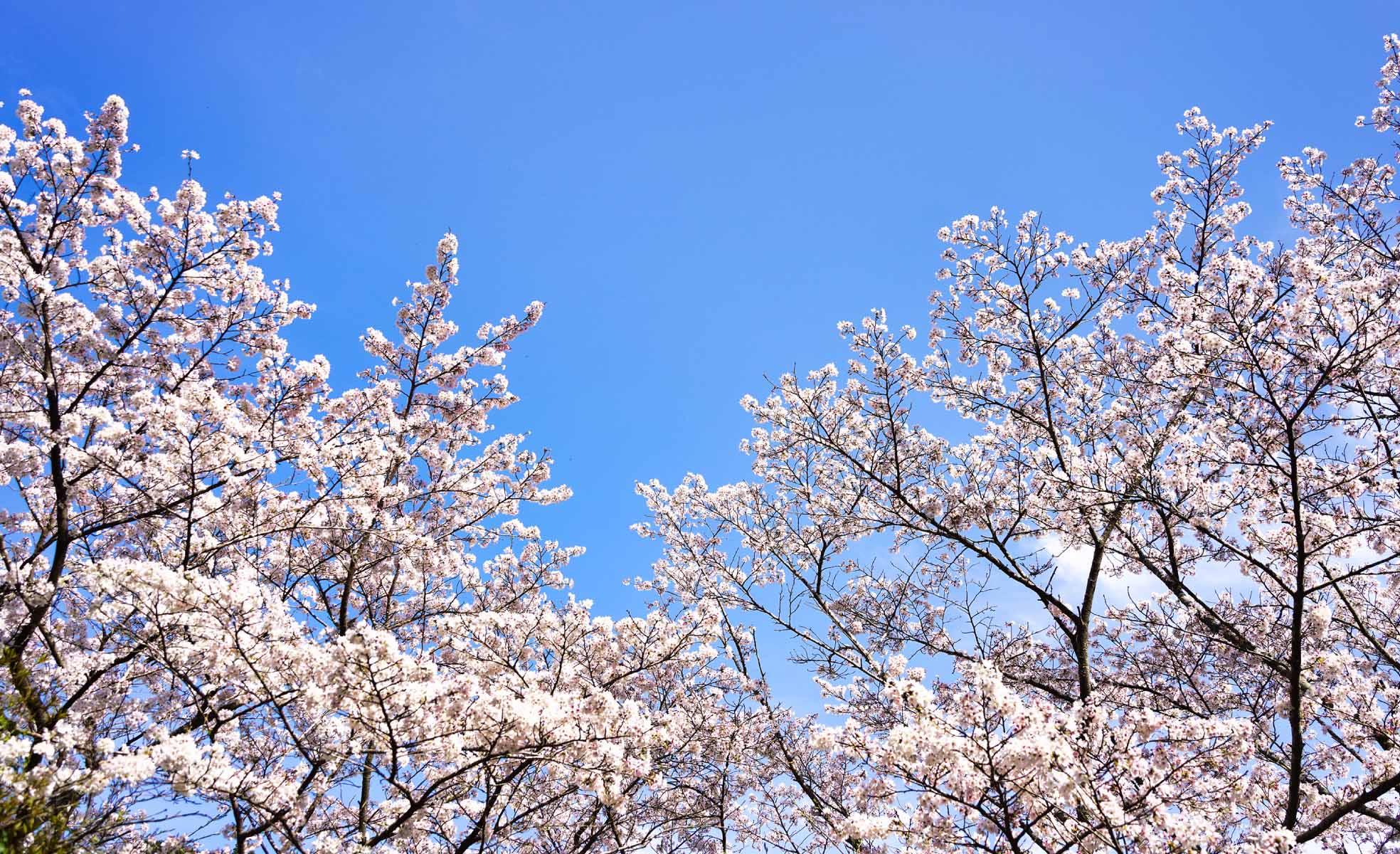 四季の森キャンプ場の春の桜
